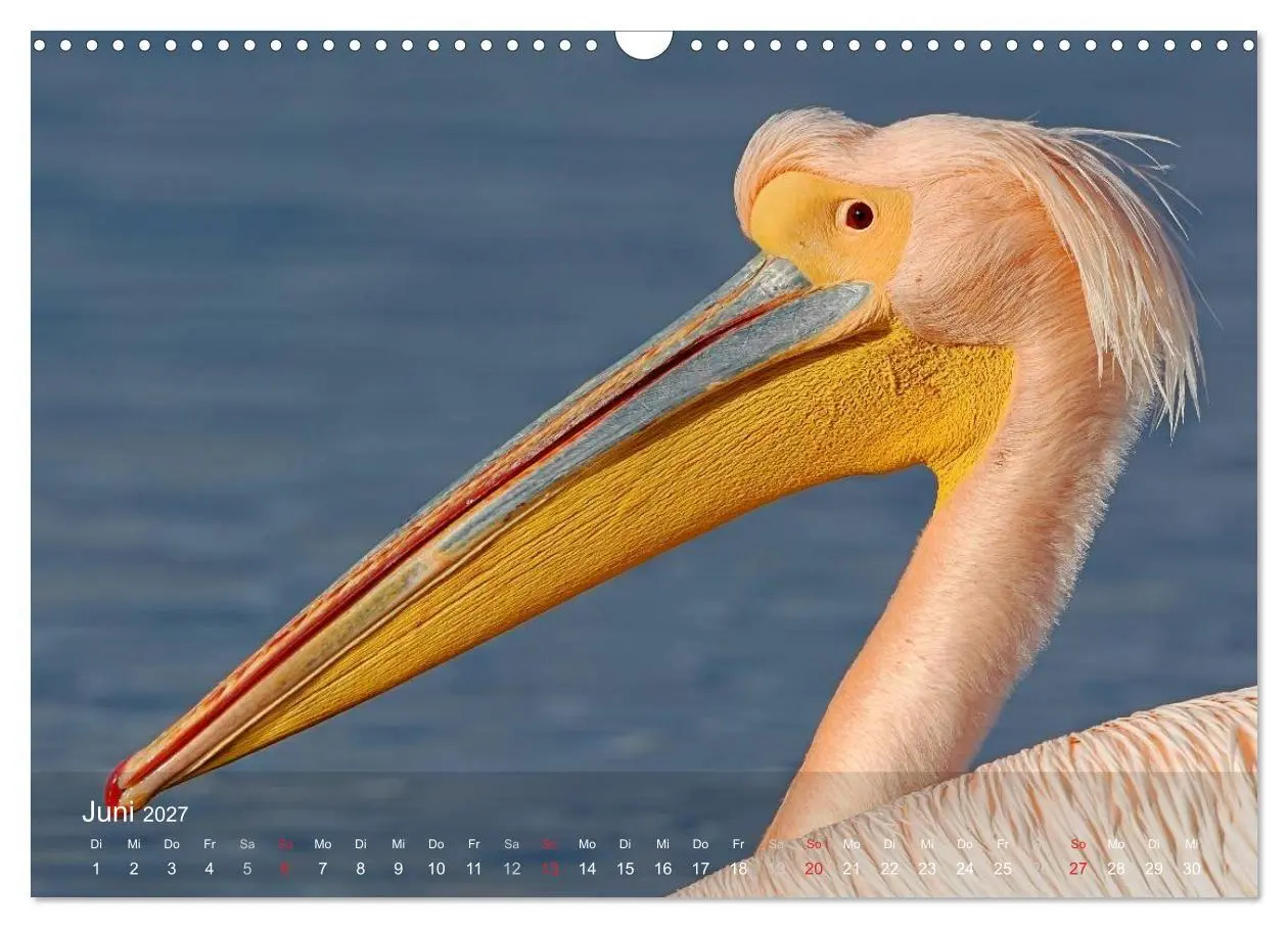 Bild: 9783594115701 | Pelikan-Kalender (Wandkalender 2027 DIN A3 quer), CALVENDO...