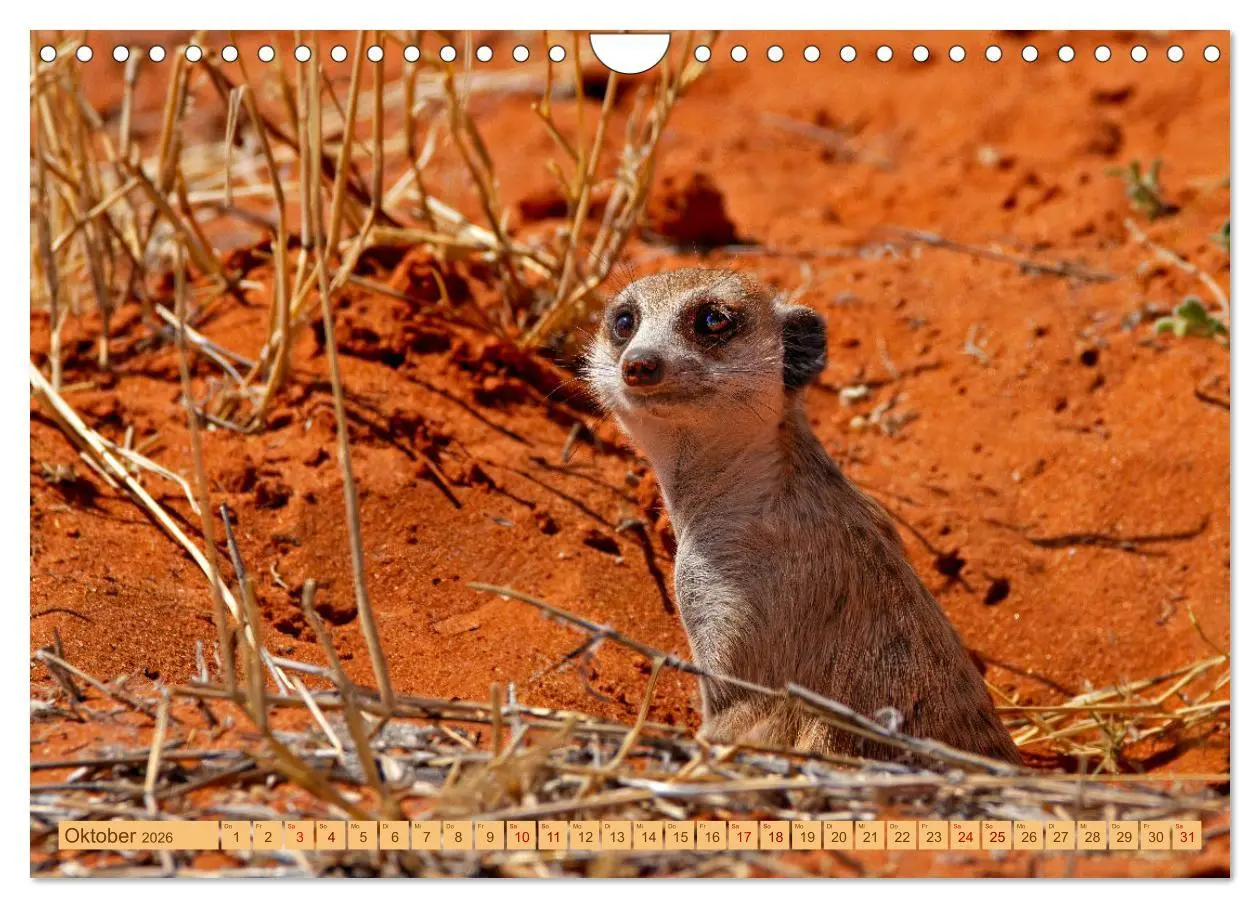 Bild: 9783457345801 | Afrikas Tierwelt - Erdmännchen (Wandkalender 2026 DIN A4 quer),...