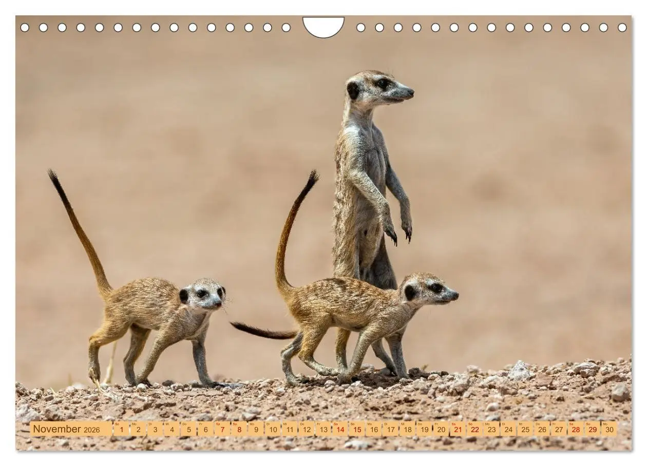 Bild: 9783457345801 | Afrikas Tierwelt - Erdmännchen (Wandkalender 2026 DIN A4 quer),...
