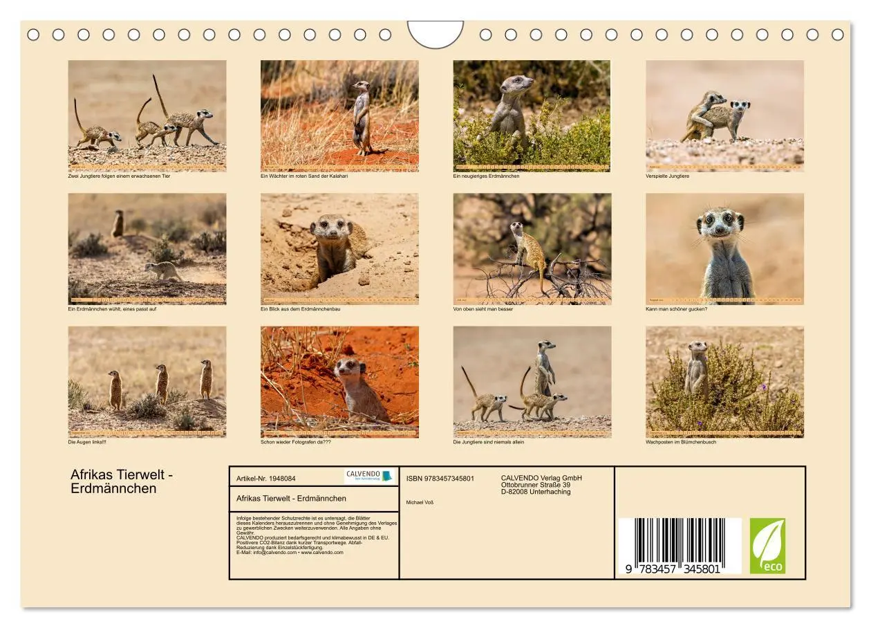 Bild: 9783457345801 | Afrikas Tierwelt - Erdmännchen (Wandkalender 2026 DIN A4 quer),...