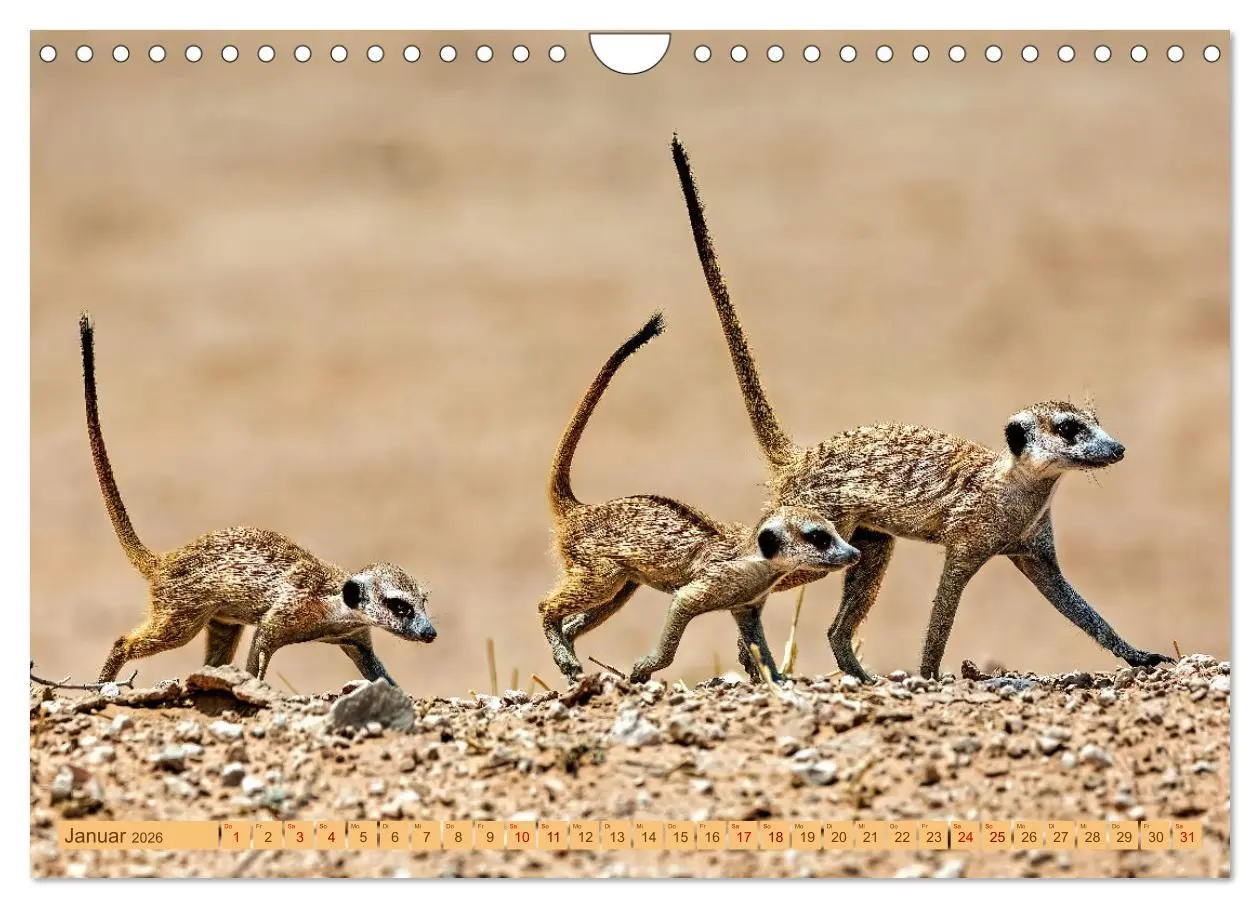 Bild: 9783457345801 | Afrikas Tierwelt - Erdmännchen (Wandkalender 2026 DIN A4 quer),...