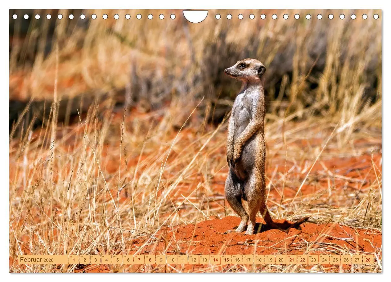 Bild: 9783457345801 | Afrikas Tierwelt - Erdmännchen (Wandkalender 2026 DIN A4 quer),...