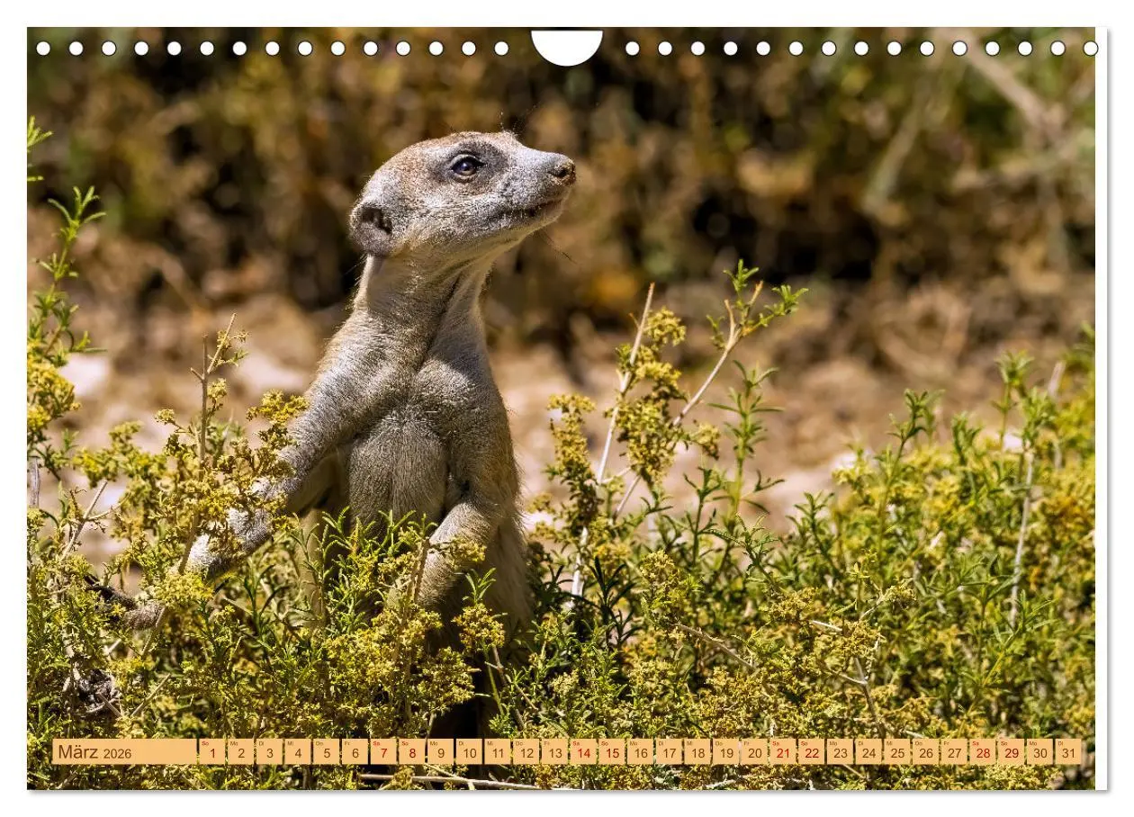 Bild: 9783457345801 | Afrikas Tierwelt - Erdmännchen (Wandkalender 2026 DIN A4 quer),...