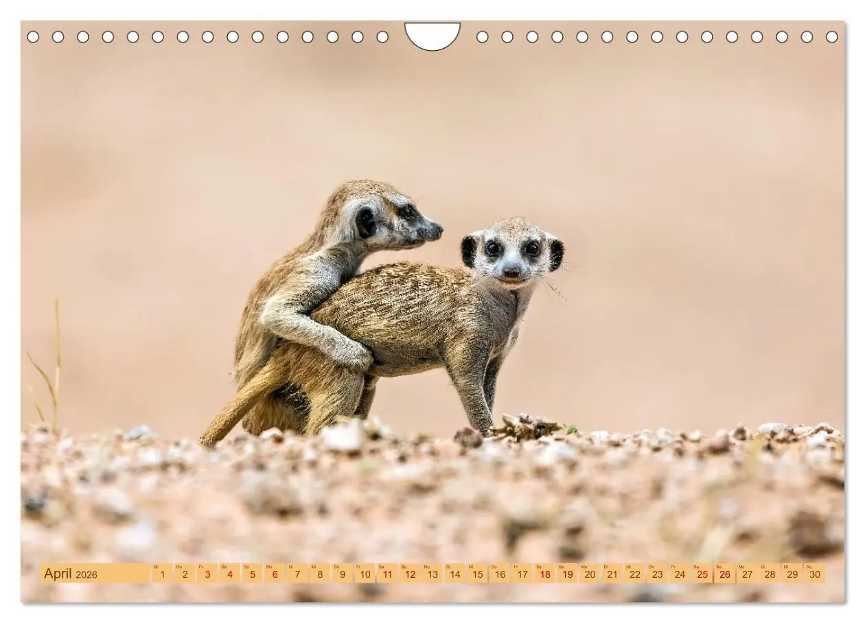 Bild: 9783457345801 | Afrikas Tierwelt - Erdmännchen (Wandkalender 2026 DIN A4 quer),...