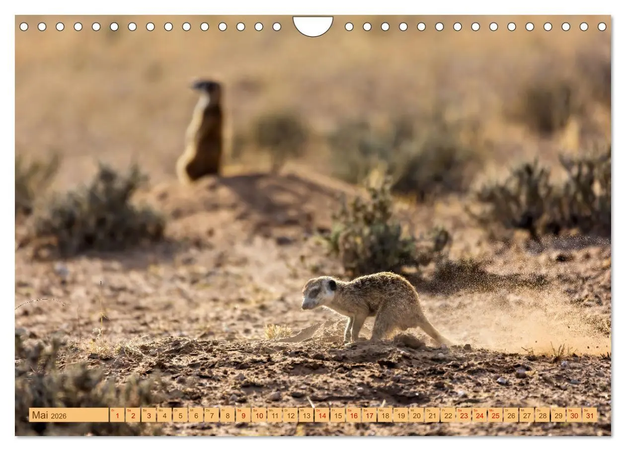 Bild: 9783457345801 | Afrikas Tierwelt - Erdmännchen (Wandkalender 2026 DIN A4 quer),...