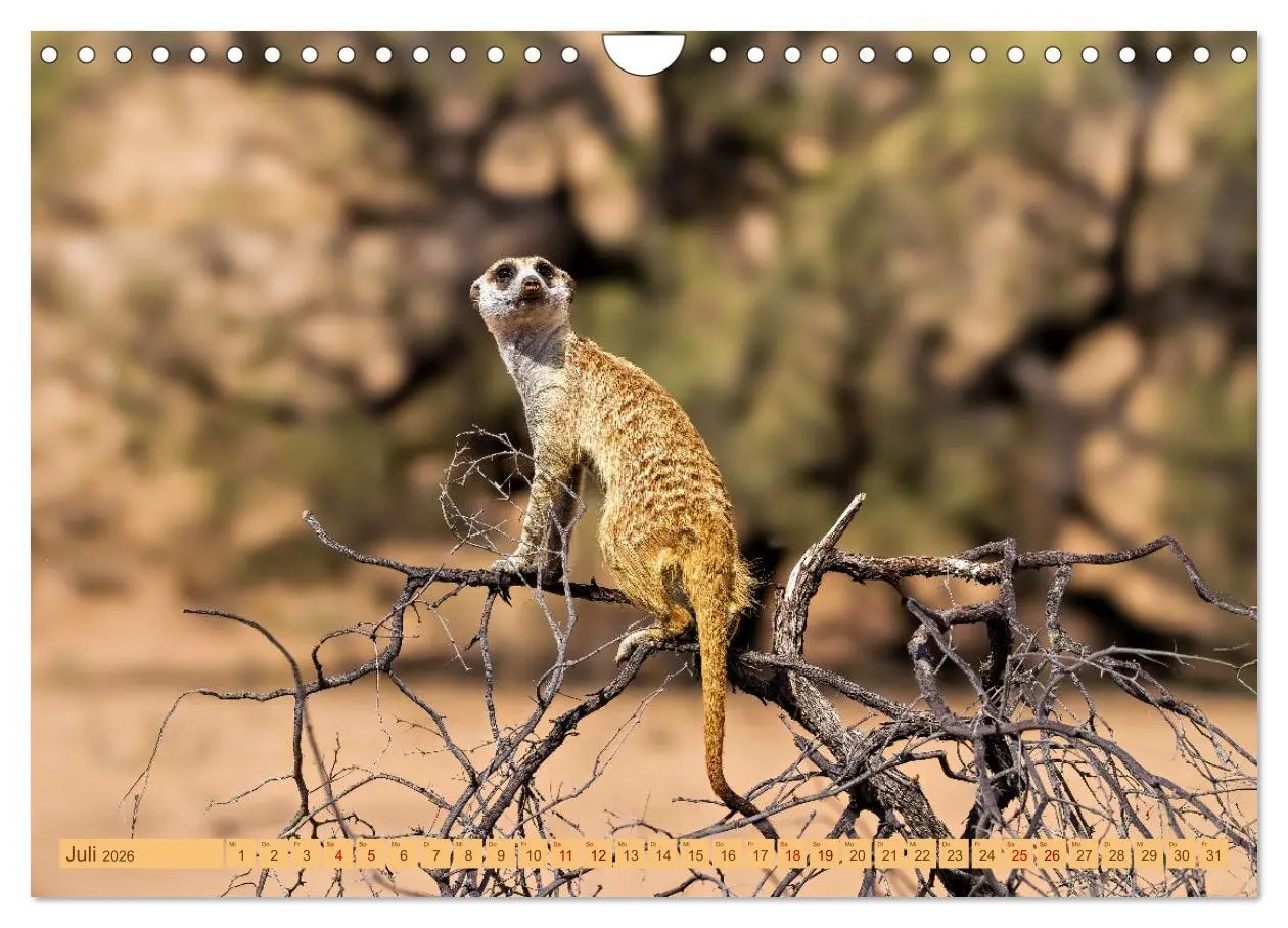 Bild: 9783457345801 | Afrikas Tierwelt - Erdmännchen (Wandkalender 2026 DIN A4 quer),...