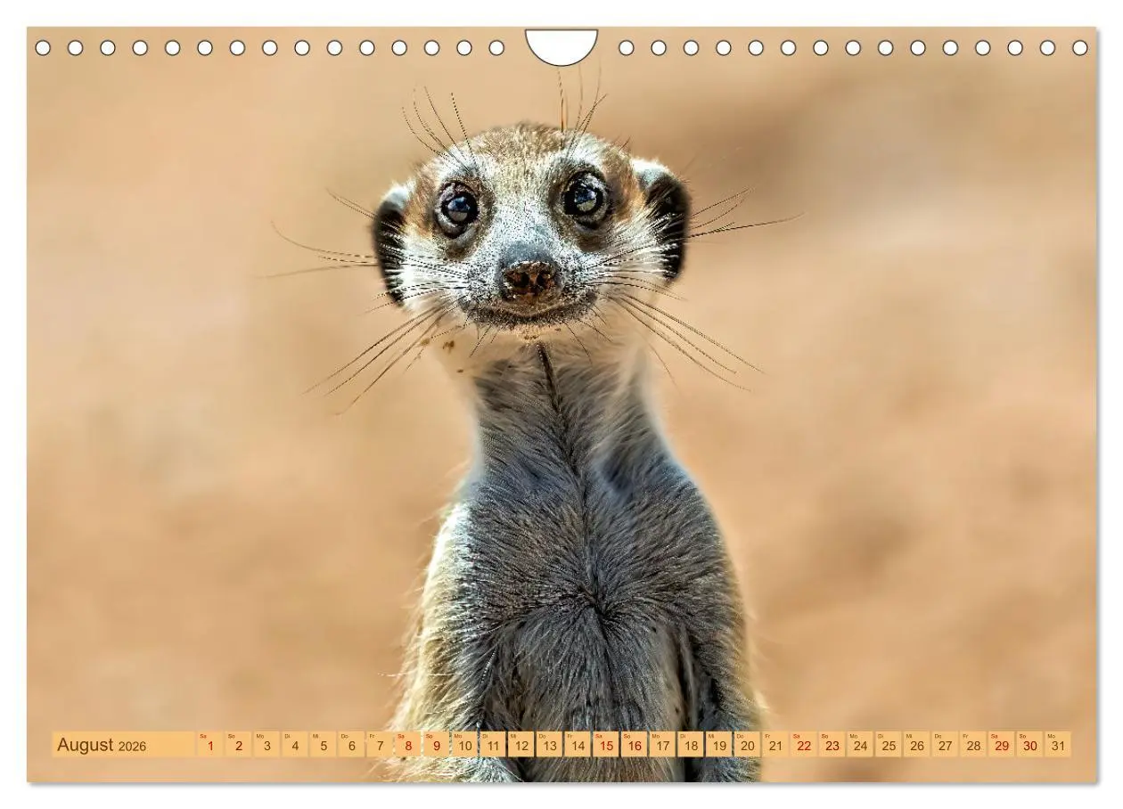 Bild: 9783457345801 | Afrikas Tierwelt - Erdmännchen (Wandkalender 2026 DIN A4 quer),...
