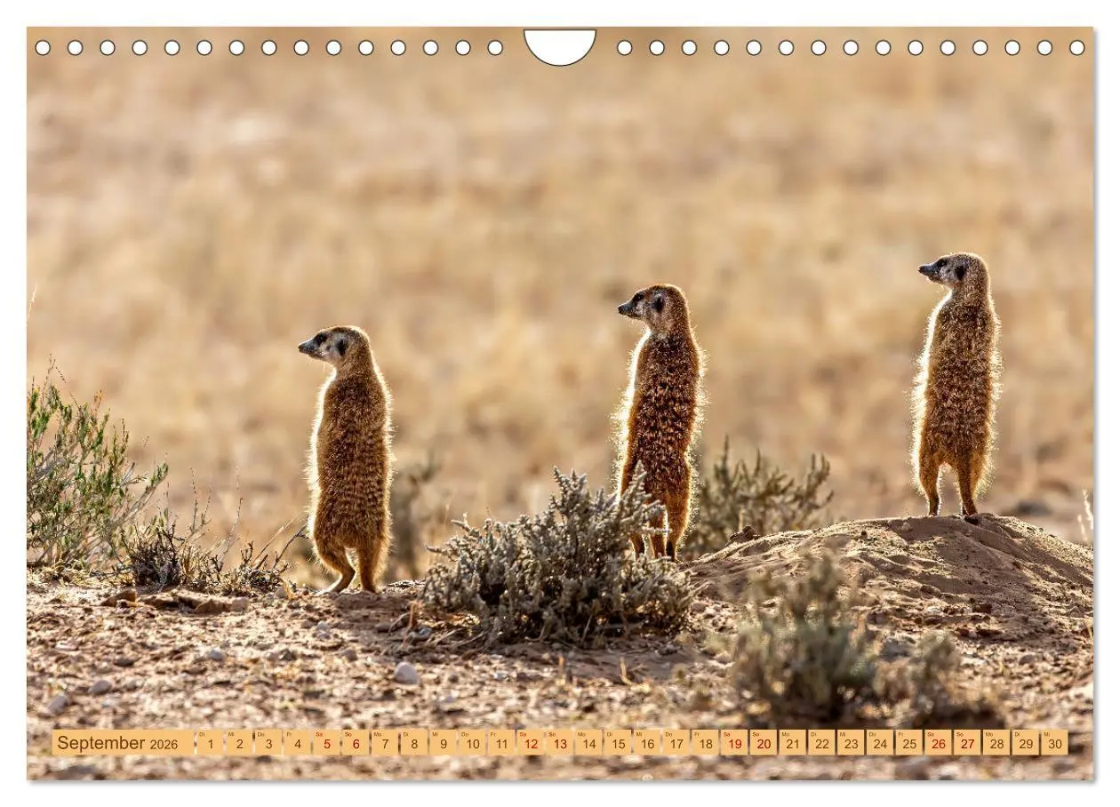 Bild: 9783457345801 | Afrikas Tierwelt - Erdmännchen (Wandkalender 2026 DIN A4 quer),...