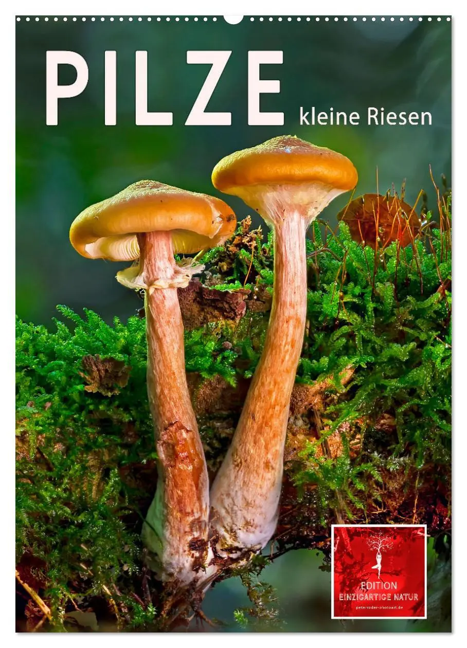 Cover: 9783516365801 | Pilze - kleine Riesen (Wandkalender 2026 DIN A2 hoch), CALVENDO...