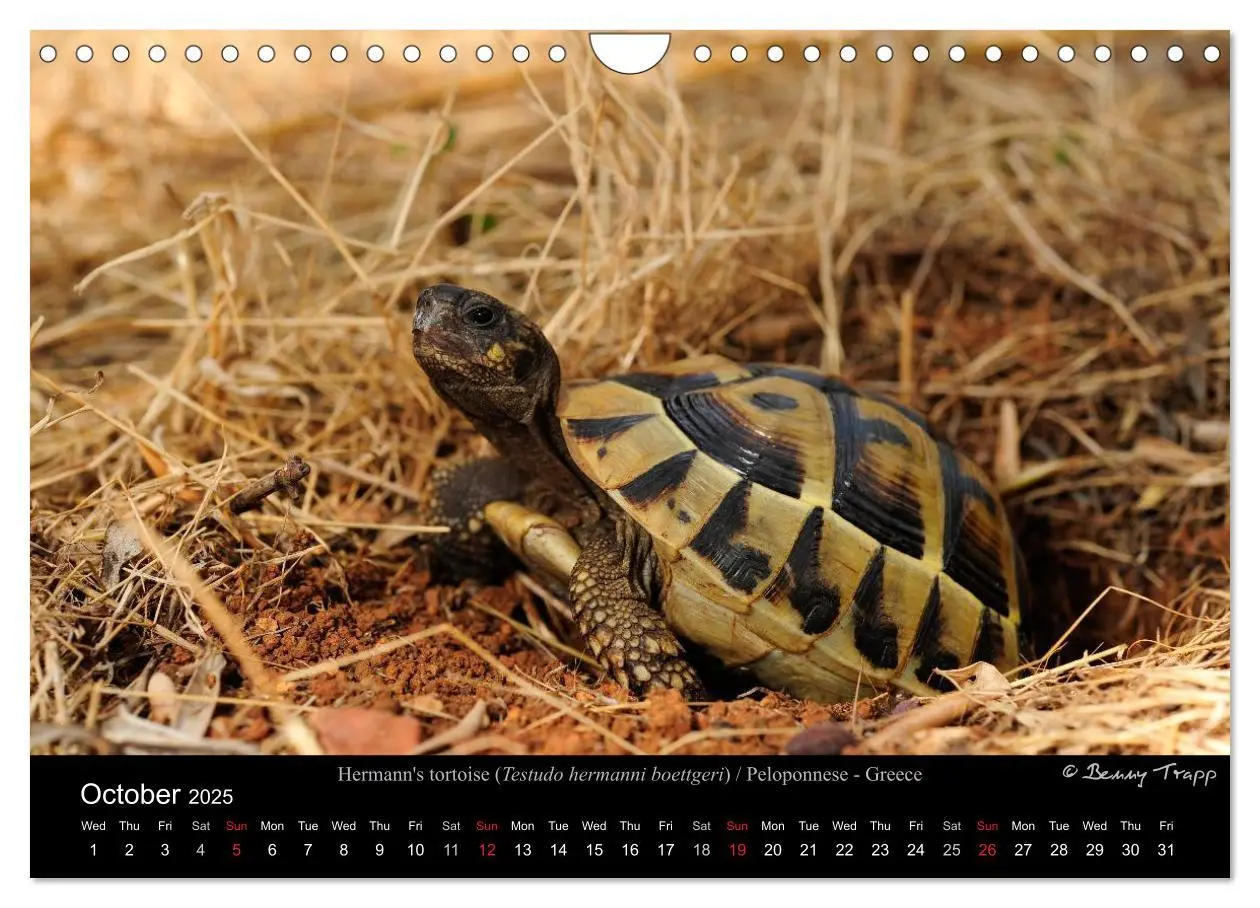 Bild: 9781325996001 | European Tortoises / UK-Version (Wall Calendar 2025 DIN A4...