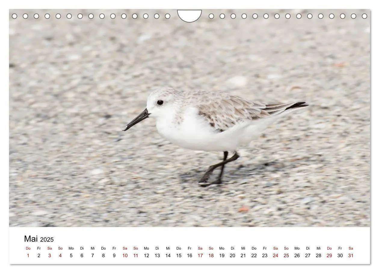 Bild: 9783435376001 | Möwen am Meer (Wandkalender 2025 DIN A4 quer), CALVENDO Monatskalender