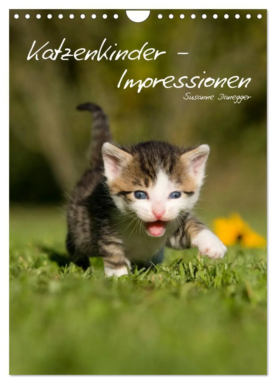Cover: 9783516486001 | Katzenkinder - Impressionen (Wandkalender 2026 DIN A4 hoch),...