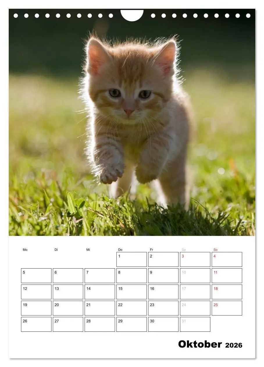 Bild: 9783516486001 | Katzenkinder - Impressionen (Wandkalender 2026 DIN A4 hoch),...
