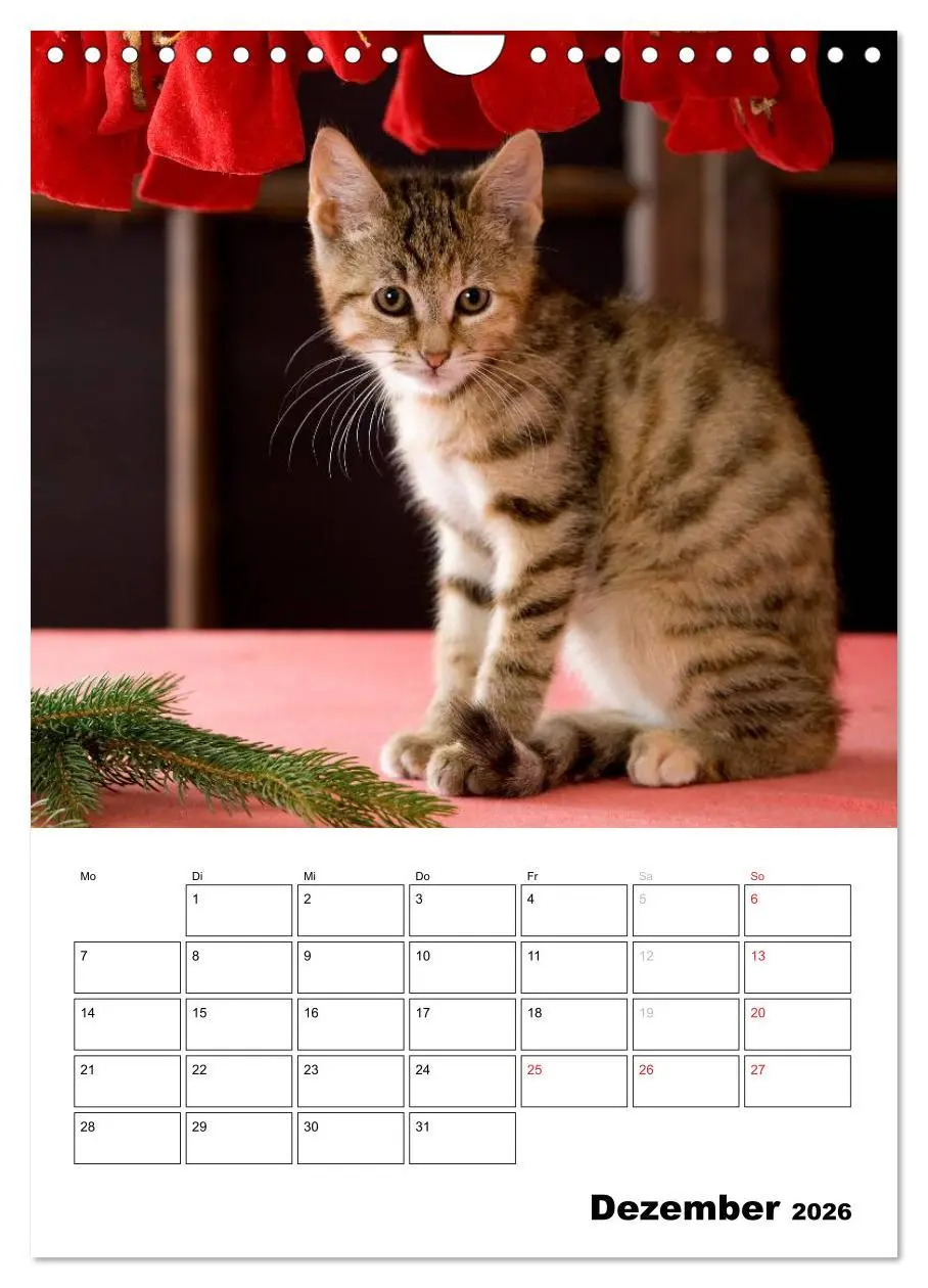 Bild: 9783516486001 | Katzenkinder - Impressionen (Wandkalender 2026 DIN A4 hoch),...
