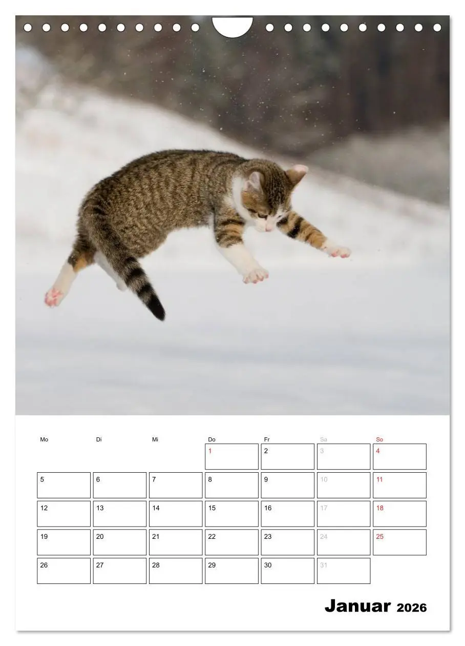 Bild: 9783516486001 | Katzenkinder - Impressionen (Wandkalender 2026 DIN A4 hoch),...