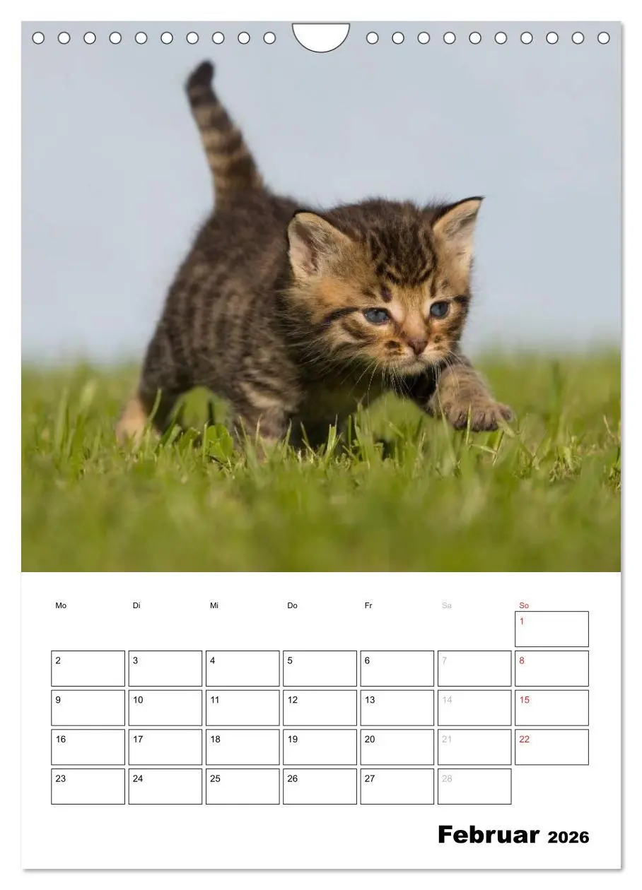 Bild: 9783516486001 | Katzenkinder - Impressionen (Wandkalender 2026 DIN A4 hoch),...