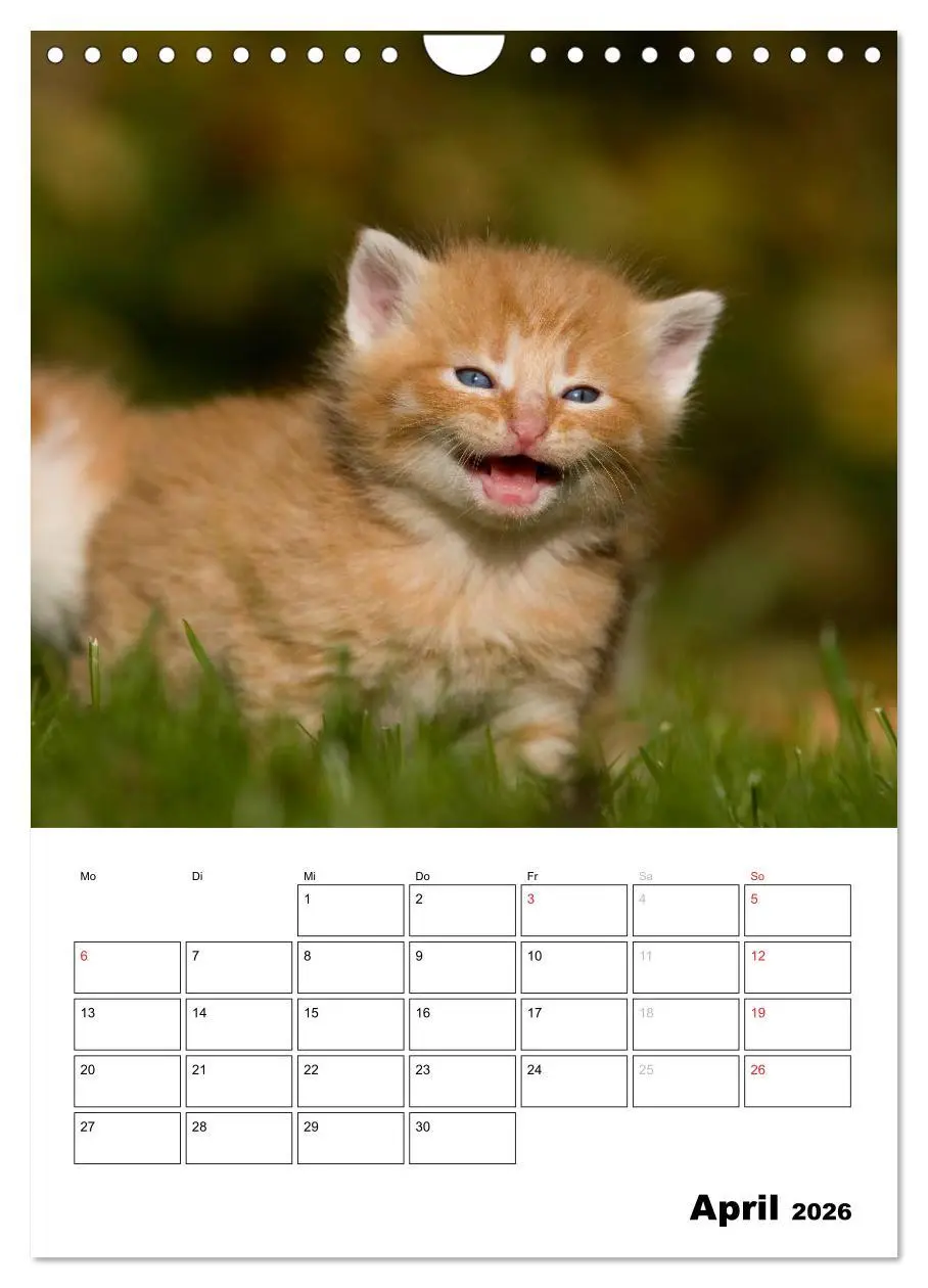 Bild: 9783516486001 | Katzenkinder - Impressionen (Wandkalender 2026 DIN A4 hoch),...