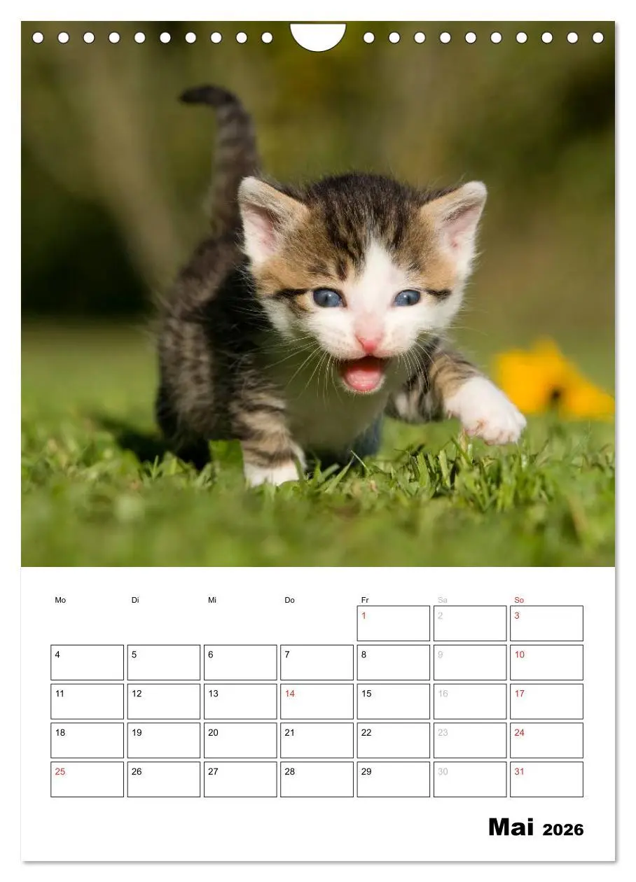 Bild: 9783516486001 | Katzenkinder - Impressionen (Wandkalender 2026 DIN A4 hoch),...