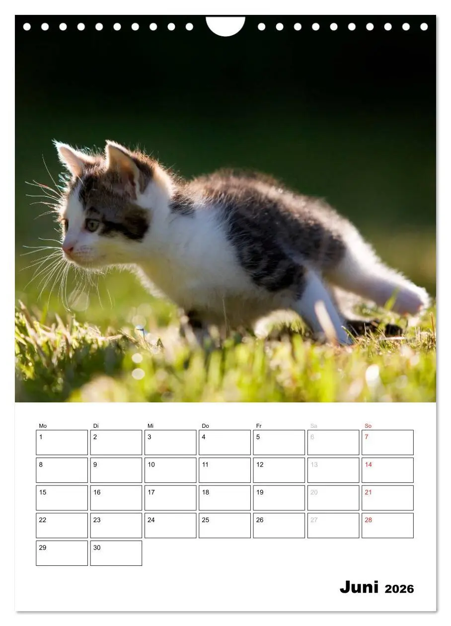 Bild: 9783516486001 | Katzenkinder - Impressionen (Wandkalender 2026 DIN A4 hoch),...