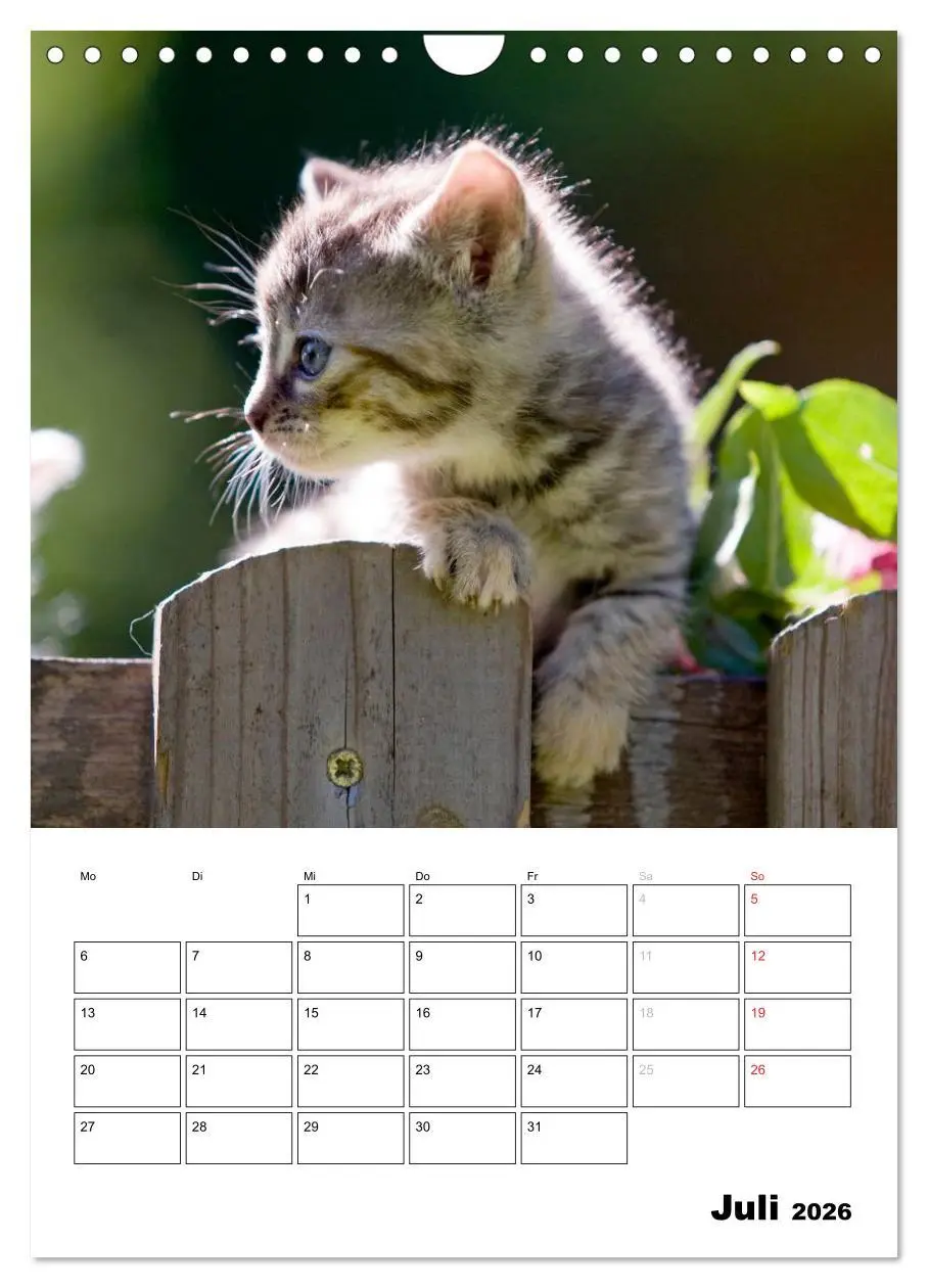 Bild: 9783516486001 | Katzenkinder - Impressionen (Wandkalender 2026 DIN A4 hoch),...