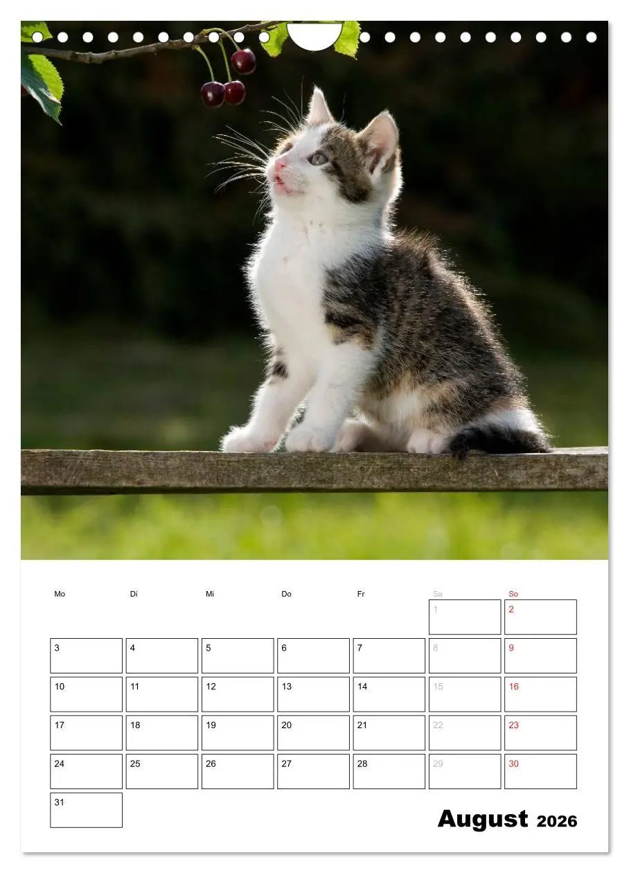 Bild: 9783516486001 | Katzenkinder - Impressionen (Wandkalender 2026 DIN A4 hoch),...