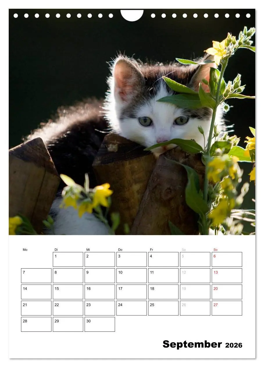Bild: 9783516486001 | Katzenkinder - Impressionen (Wandkalender 2026 DIN A4 hoch),...