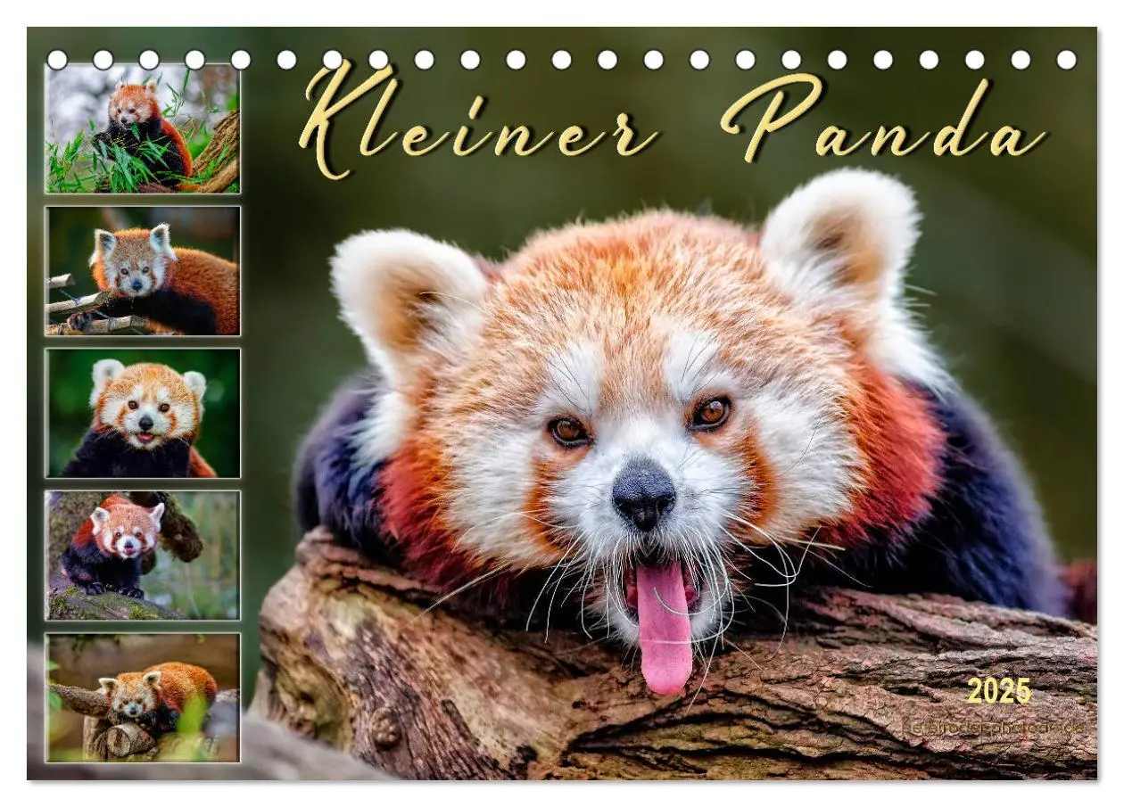 Cover: 9783435436101 | Kleiner Panda (Tischkalender 2025 DIN A5 quer), CALVENDO...