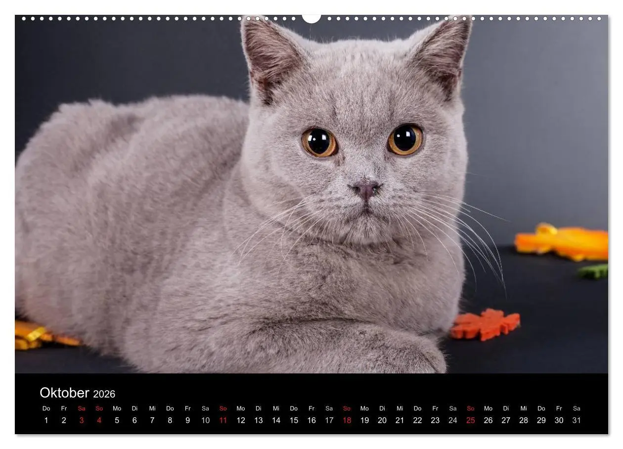 Bild: 9783516226201 | Britisch Kurzhaar Katzen (hochwertiger Premium Wandkalender 2026...