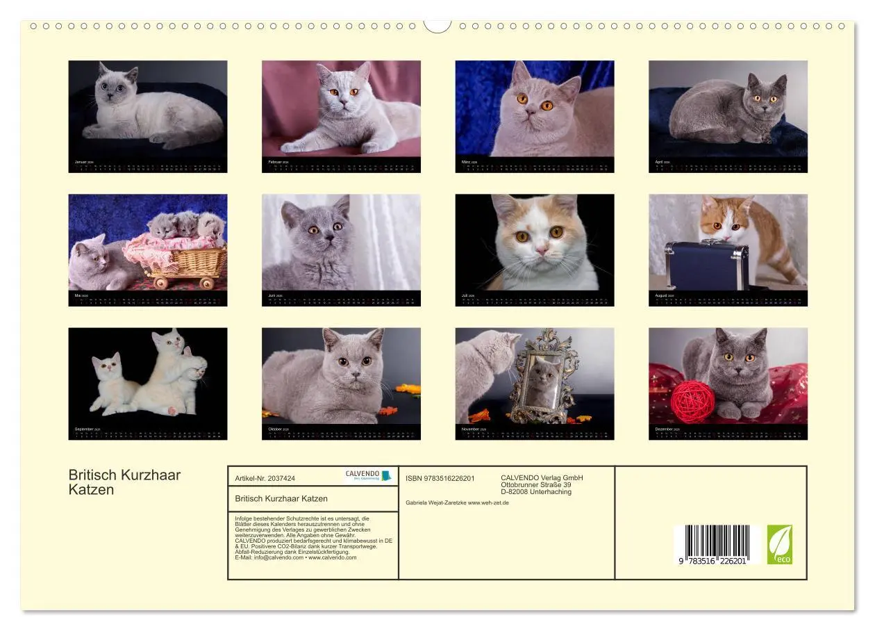 Bild: 9783516226201 | Britisch Kurzhaar Katzen (hochwertiger Premium Wandkalender 2026...