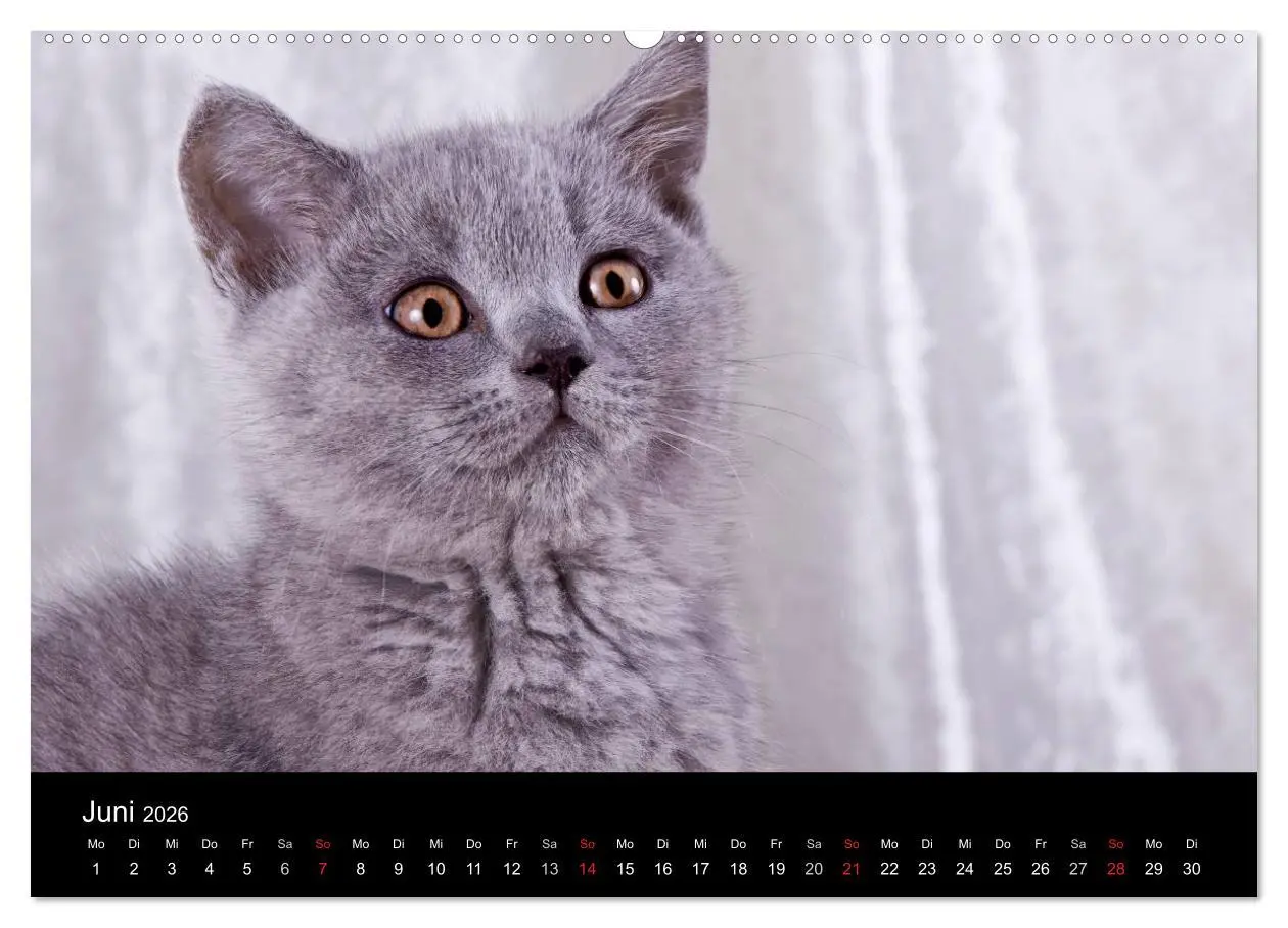 Bild: 9783516226201 | Britisch Kurzhaar Katzen (hochwertiger Premium Wandkalender 2026...