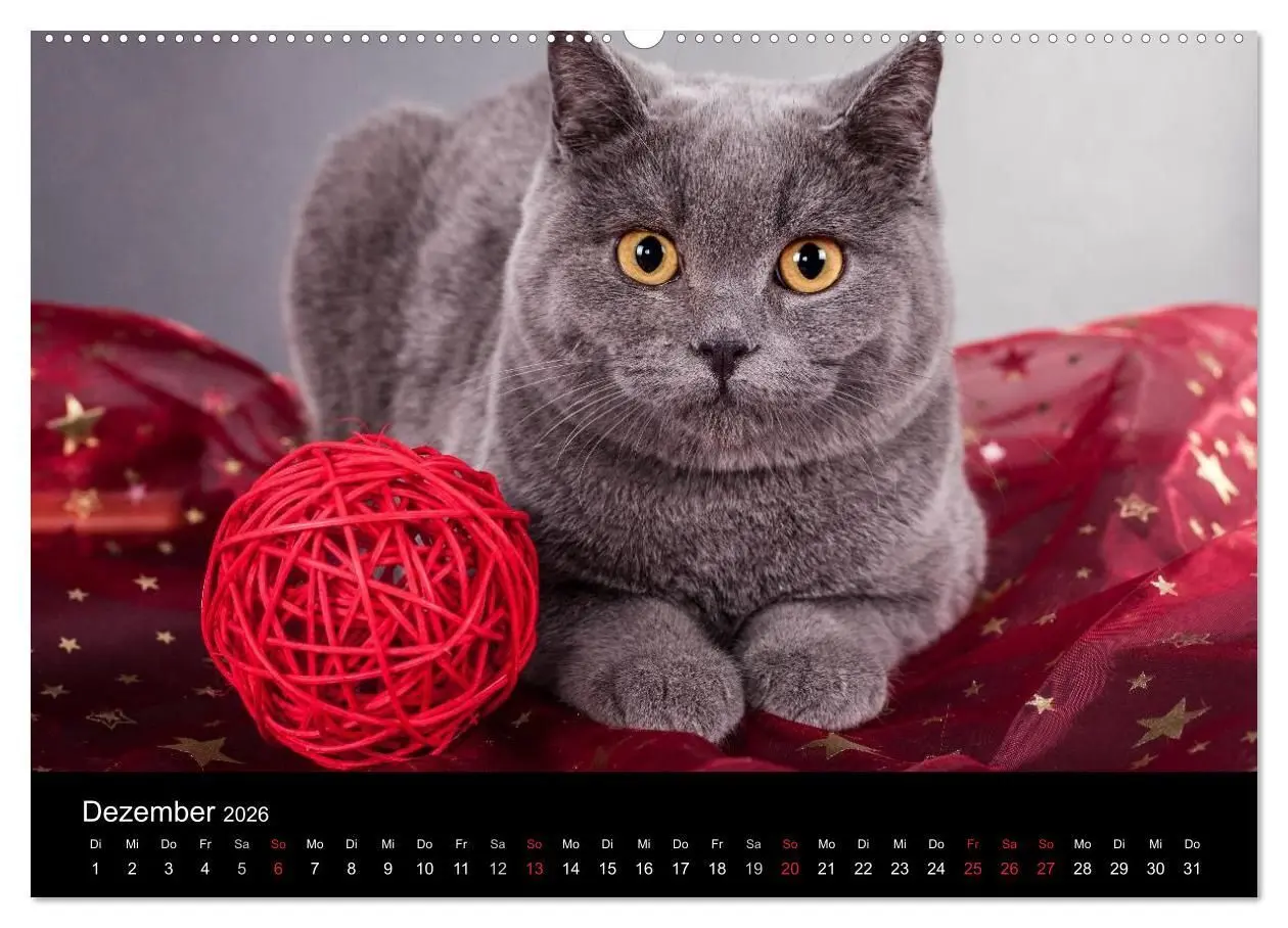 Bild: 9783516226201 | Britisch Kurzhaar Katzen (hochwertiger Premium Wandkalender 2026...