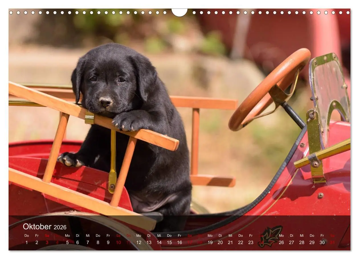 Bild: 9783457806401 | Labrador Retriever Welpen (Wandkalender 2026 DIN A3 quer), CALVENDO...