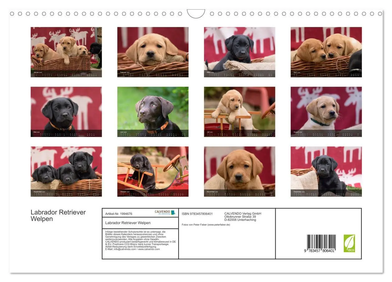 Bild: 9783457806401 | Labrador Retriever Welpen (Wandkalender 2026 DIN A3 quer), CALVENDO...