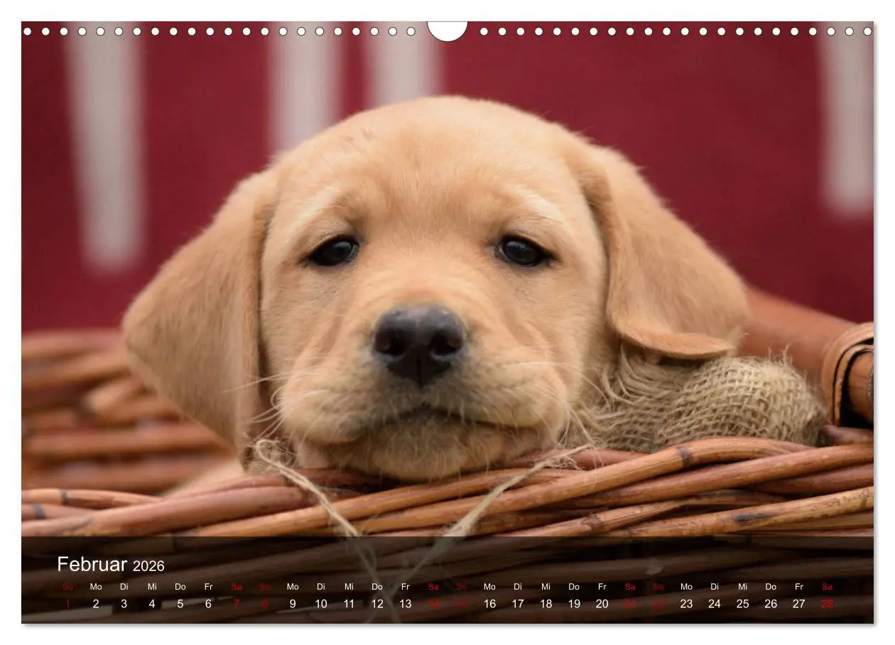 Bild: 9783457806401 | Labrador Retriever Welpen (Wandkalender 2026 DIN A3 quer), CALVENDO...