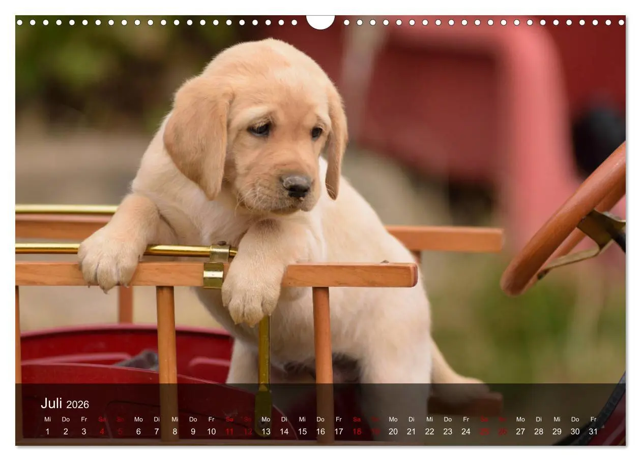 Bild: 9783457806401 | Labrador Retriever Welpen (Wandkalender 2026 DIN A3 quer), CALVENDO...