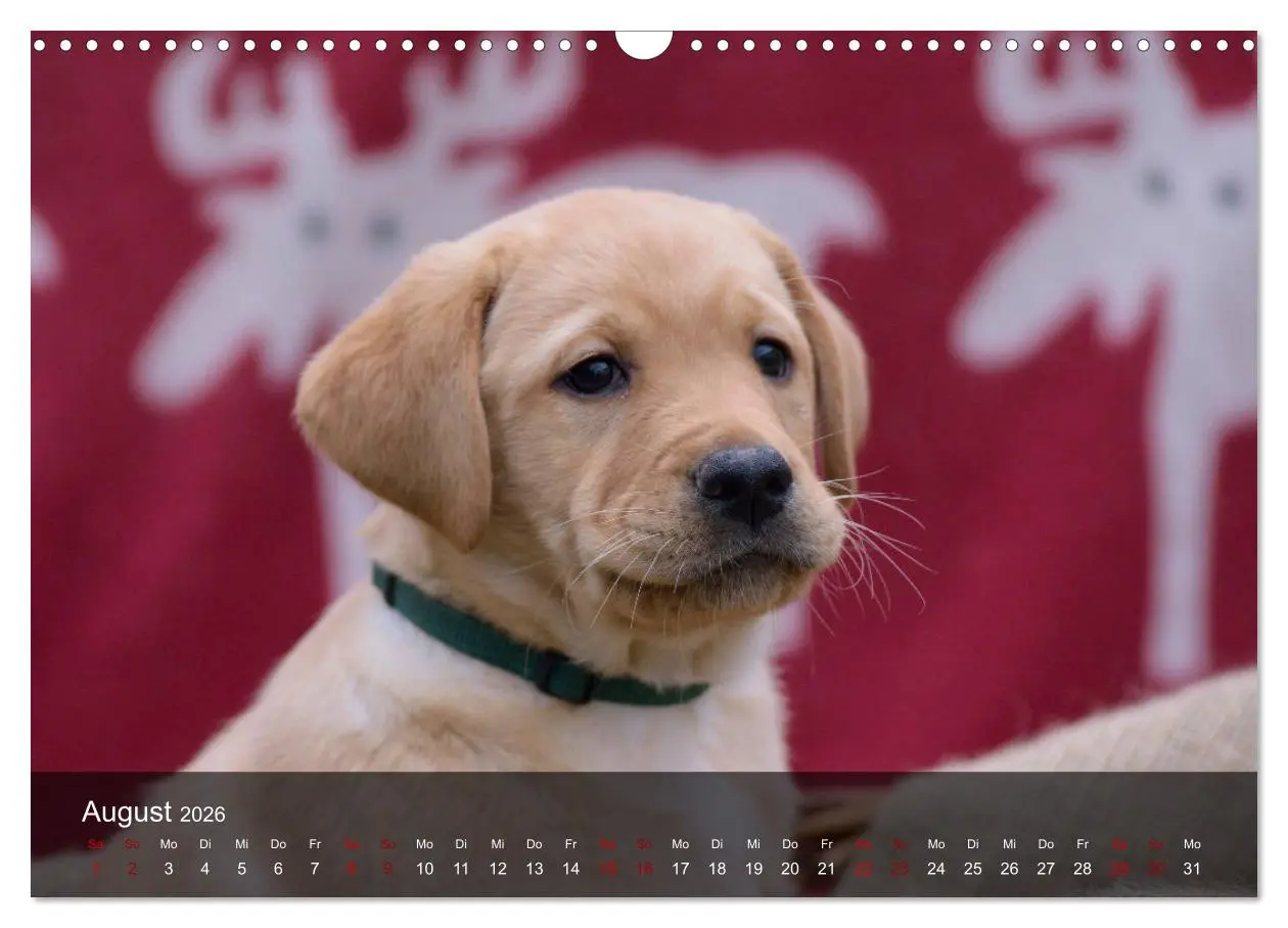 Bild: 9783457806401 | Labrador Retriever Welpen (Wandkalender 2026 DIN A3 quer), CALVENDO...