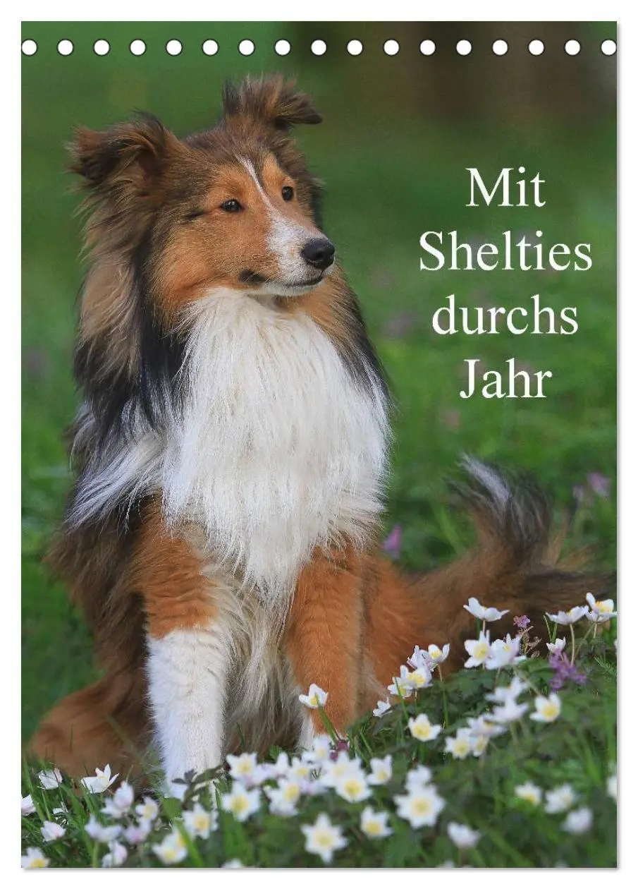 Cover: 9783516446401 | Mit Shelties durchs Jahr (Tischkalender 2026 DIN A5 hoch), CALVENDO...