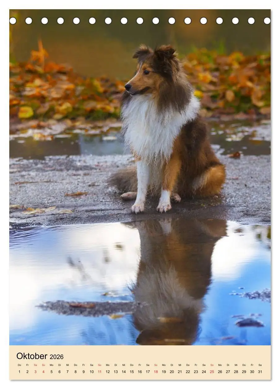 Bild: 9783516446401 | Mit Shelties durchs Jahr (Tischkalender 2026 DIN A5 hoch), CALVENDO...