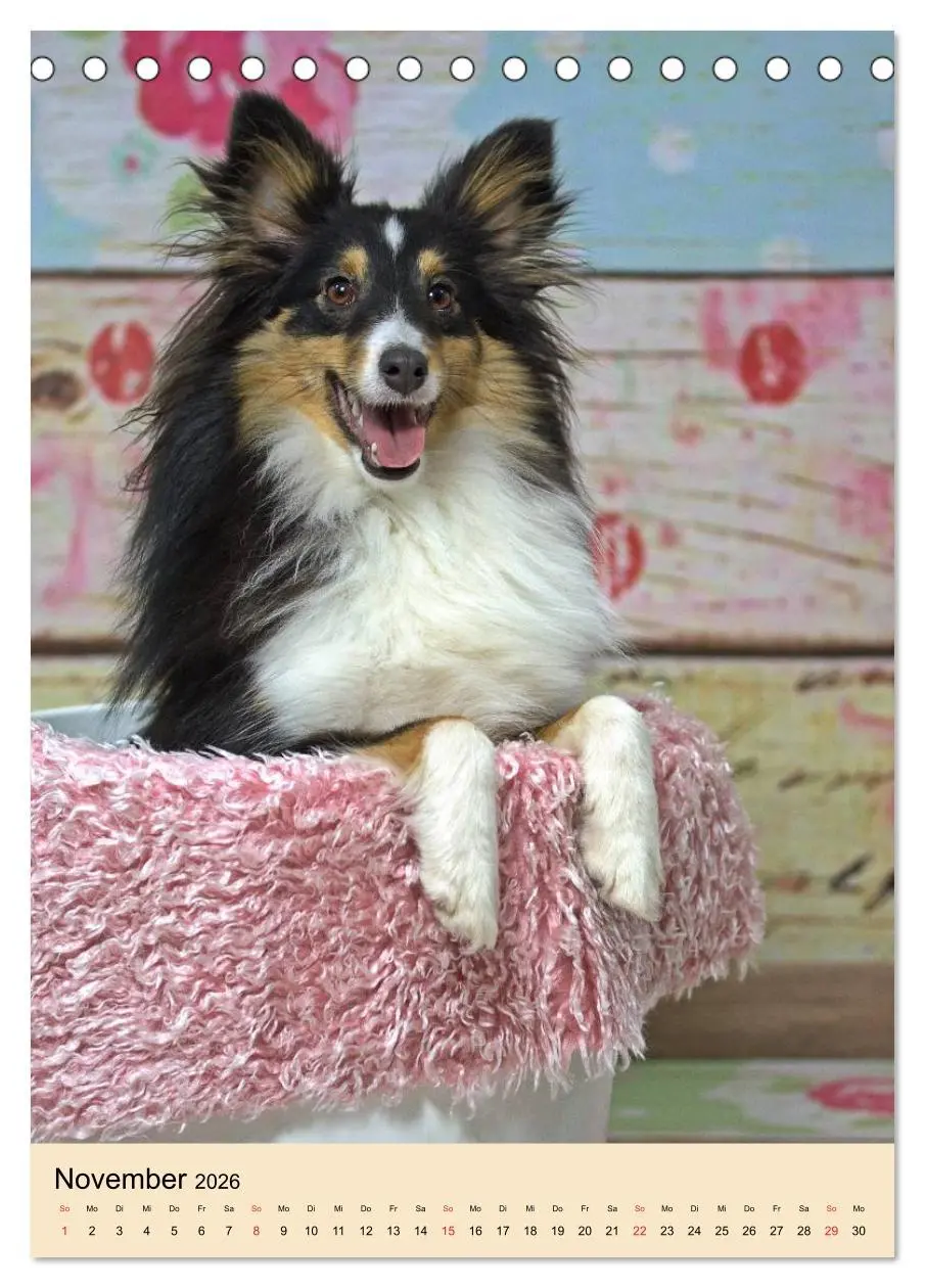 Bild: 9783516446401 | Mit Shelties durchs Jahr (Tischkalender 2026 DIN A5 hoch), CALVENDO...