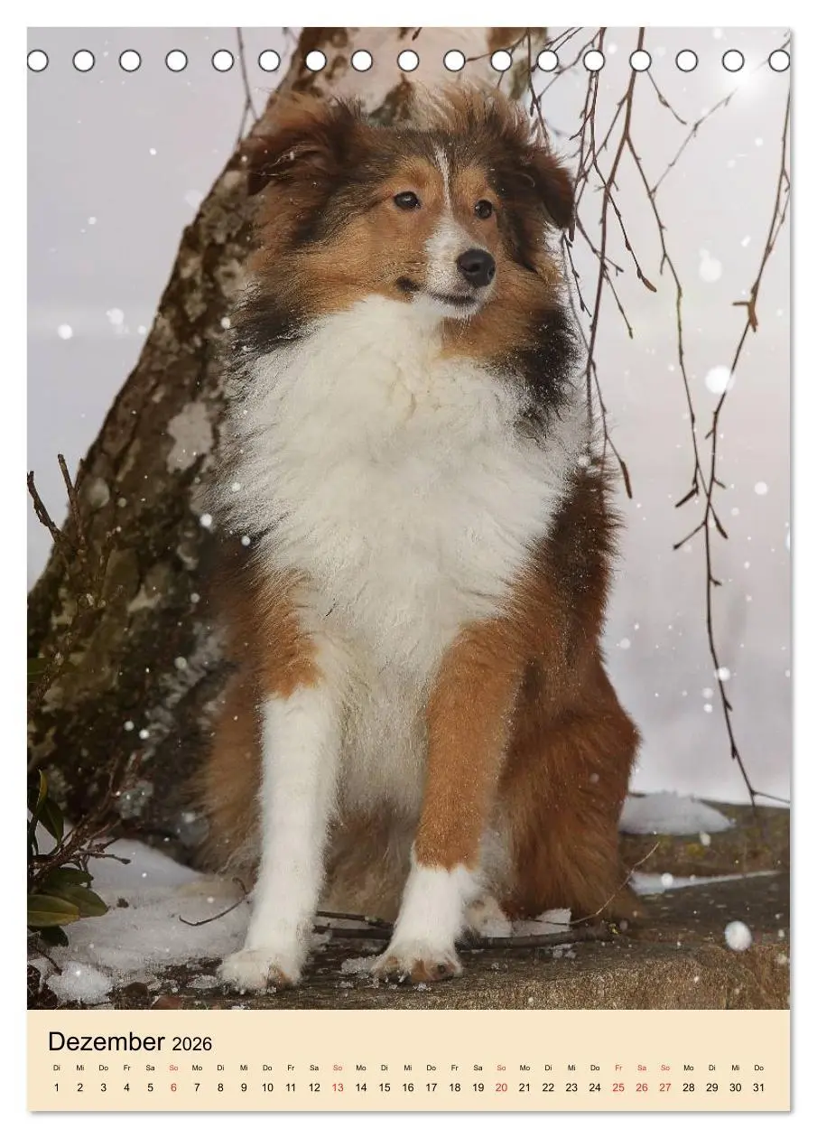 Bild: 9783516446401 | Mit Shelties durchs Jahr (Tischkalender 2026 DIN A5 hoch), CALVENDO...