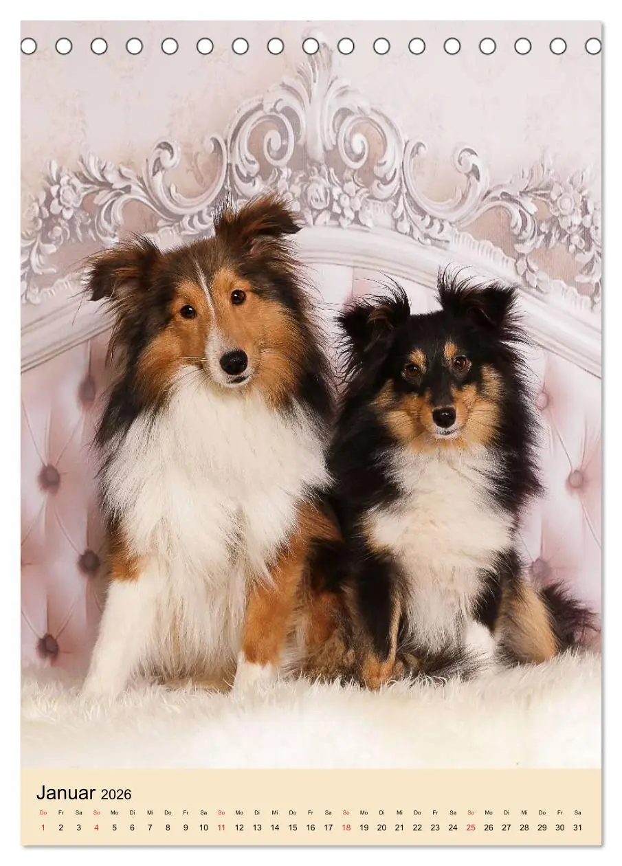 Bild: 9783516446401 | Mit Shelties durchs Jahr (Tischkalender 2026 DIN A5 hoch), CALVENDO...