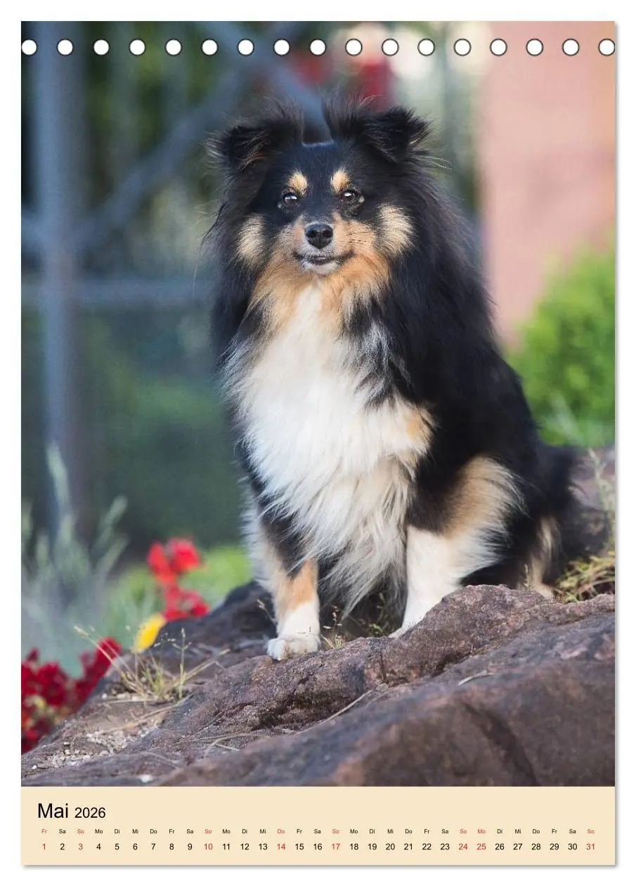 Bild: 9783516446401 | Mit Shelties durchs Jahr (Tischkalender 2026 DIN A5 hoch), CALVENDO...