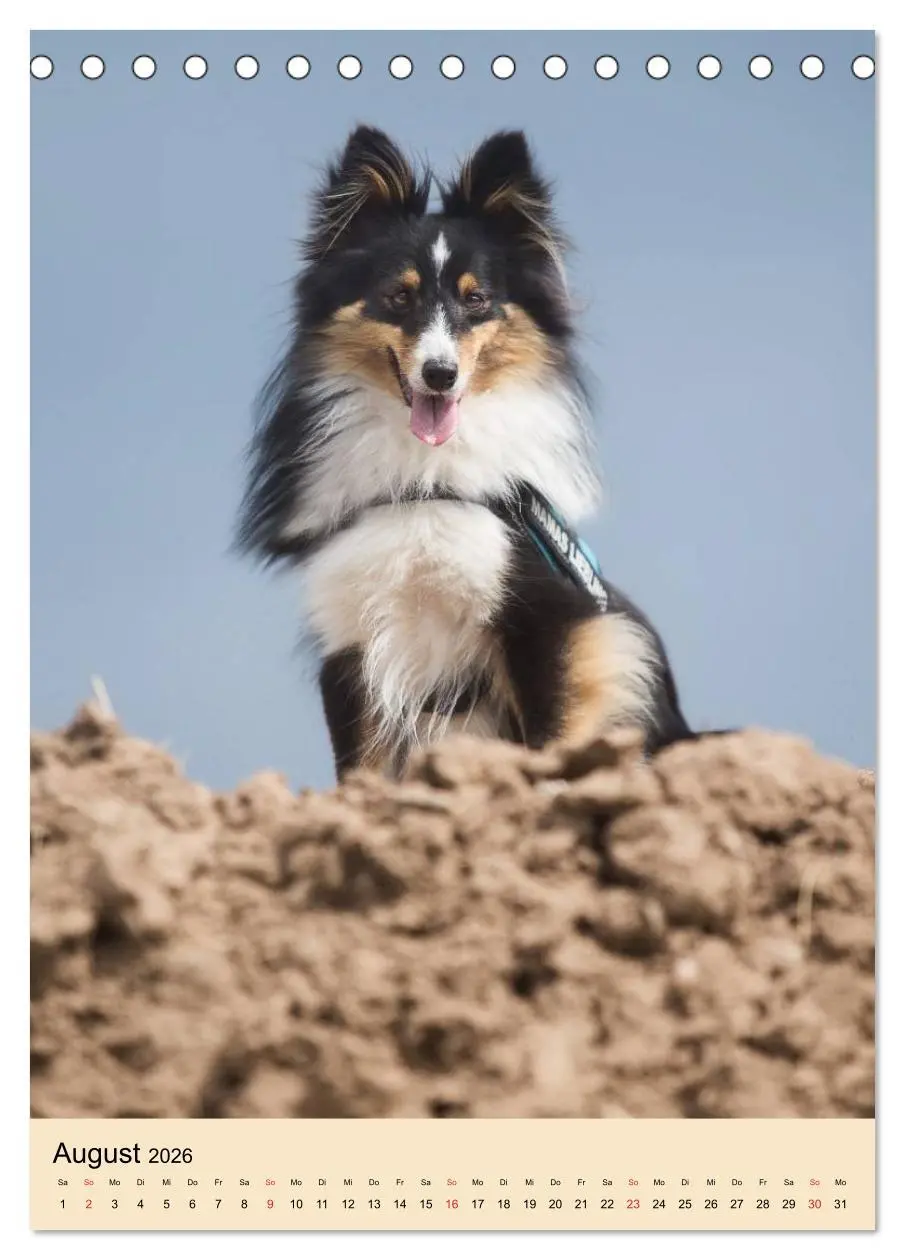 Bild: 9783516446401 | Mit Shelties durchs Jahr (Tischkalender 2026 DIN A5 hoch), CALVENDO...