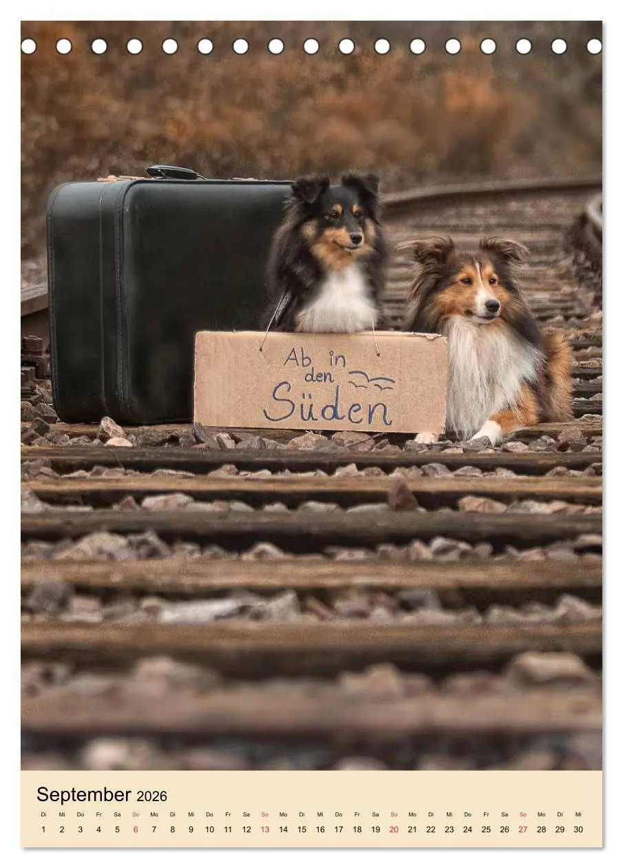 Bild: 9783516446401 | Mit Shelties durchs Jahr (Tischkalender 2026 DIN A5 hoch), CALVENDO...