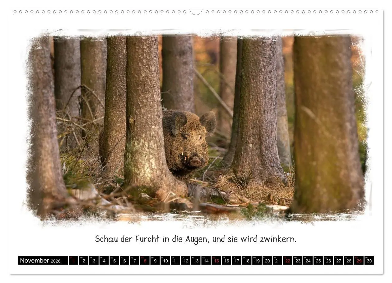 Bild: 9783516056501 | Tierisch witzig (Wandkalender 2026 DIN A2 quer), CALVENDO...