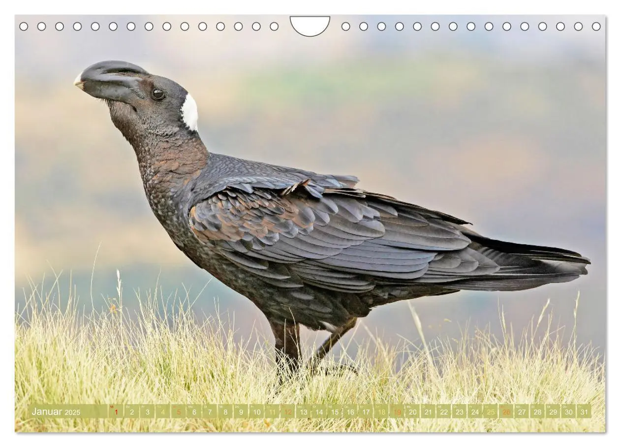 Bild: 9783383776601 | Rabenvögel: Schwarz, schlau, schön (Wandkalender 2025 DIN A4 quer),...