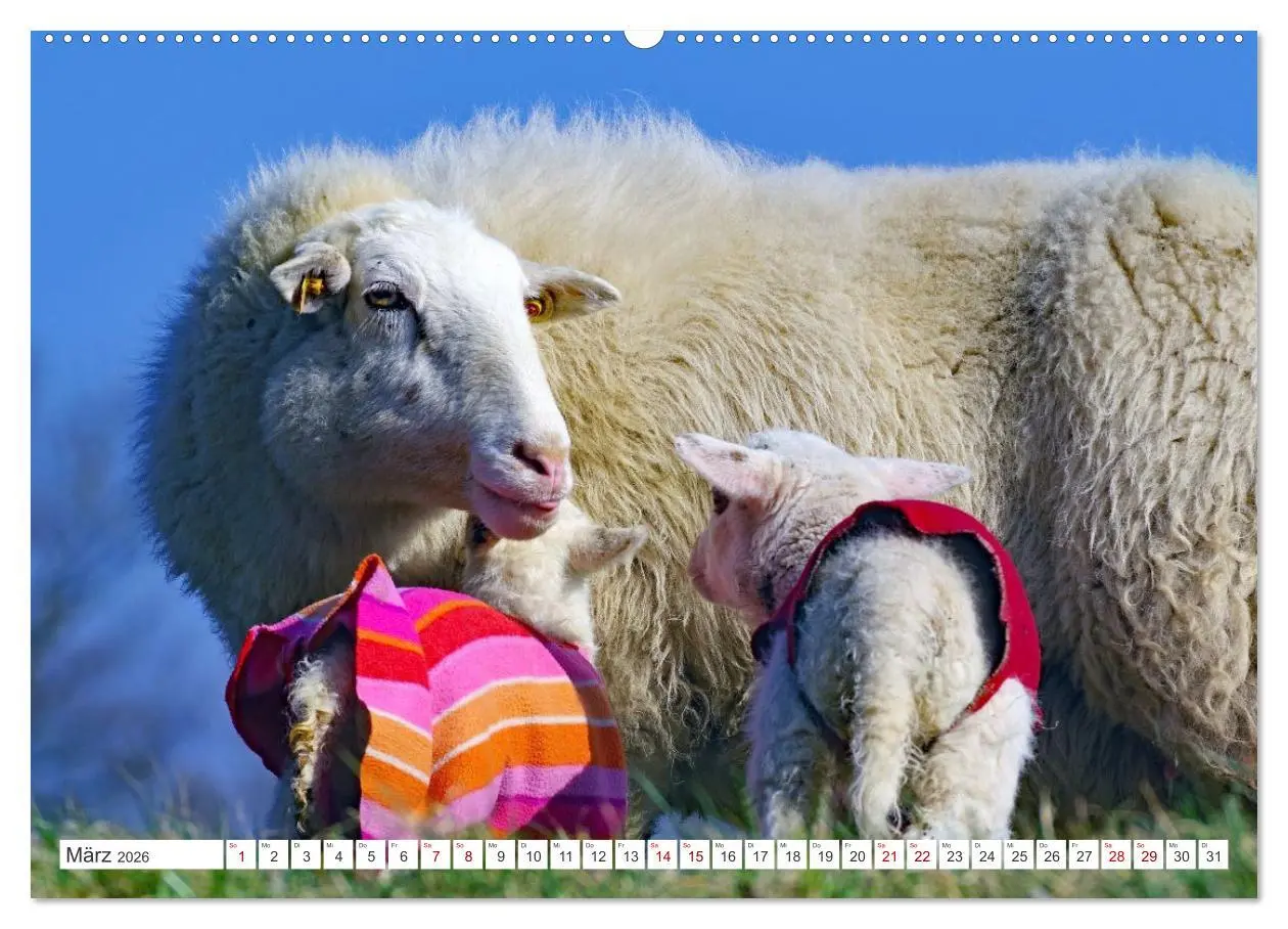 Bild: 9783457646601 | Wildes Wendland (Wandkalender 2026 DIN A2 quer), CALVENDO...