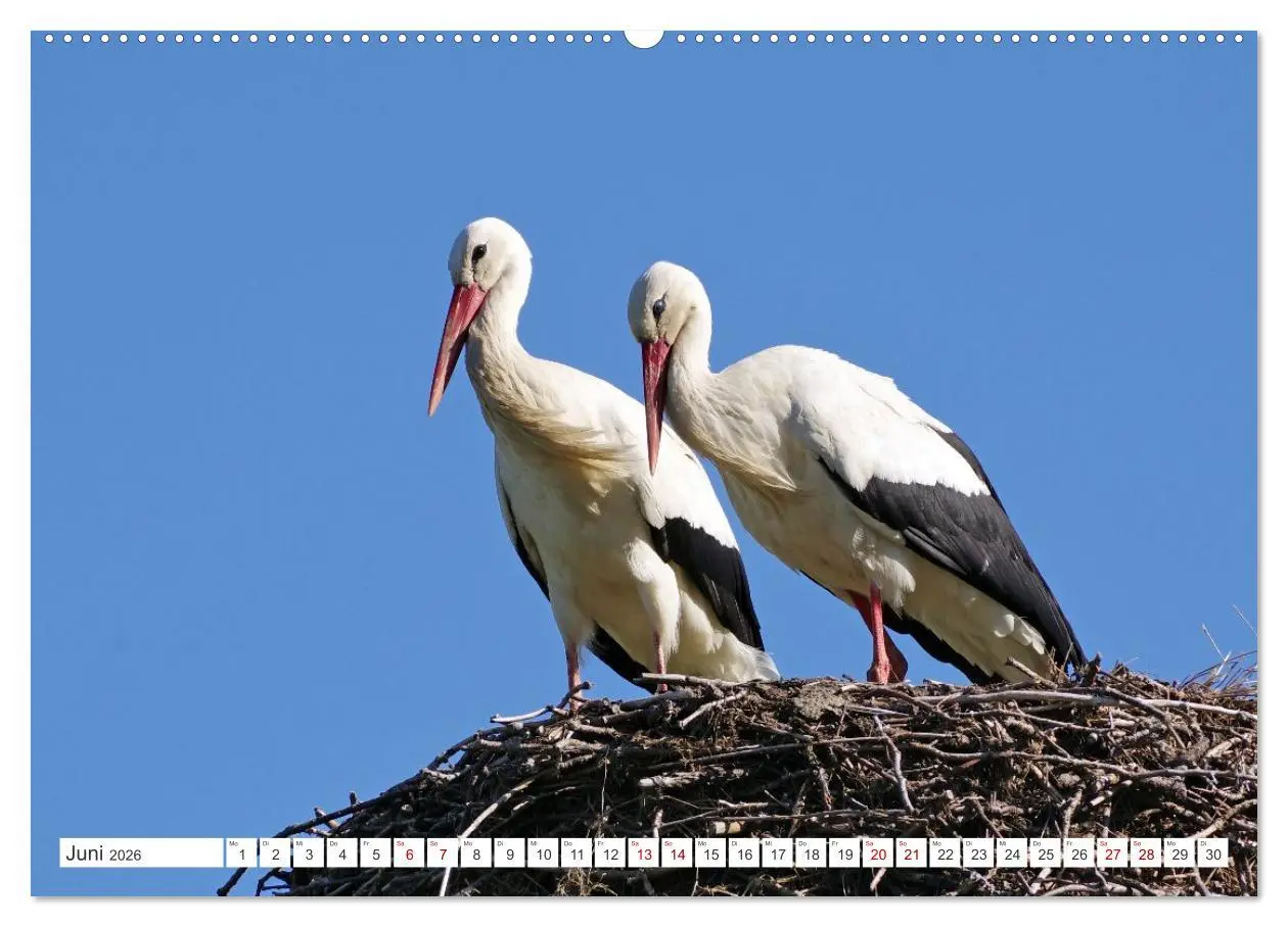 Bild: 9783457646601 | Wildes Wendland (Wandkalender 2026 DIN A2 quer), CALVENDO...