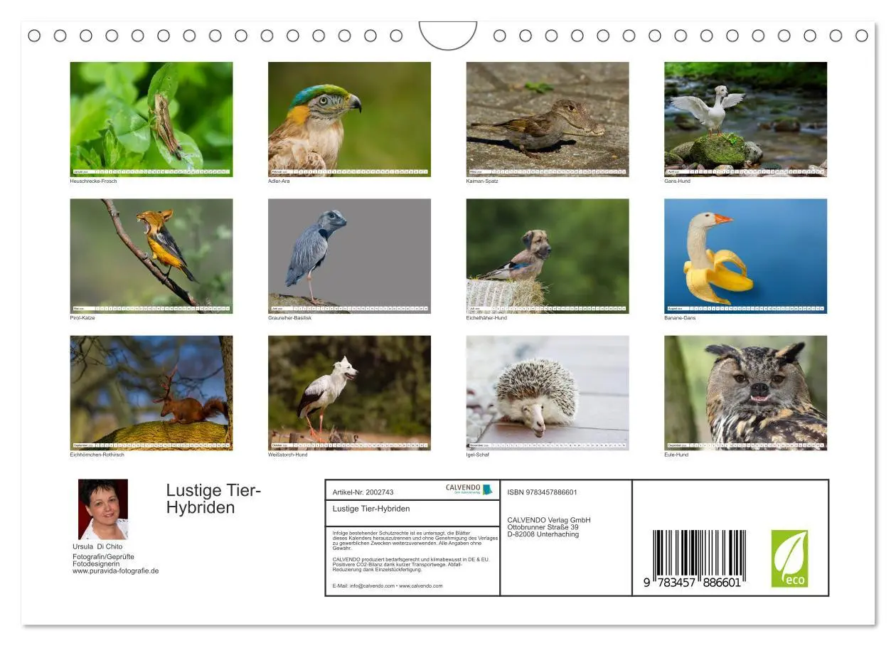 Bild: 9783457886601 | Lustige Tier-Hybriden (Wandkalender 2026 DIN A4 quer), CALVENDO...