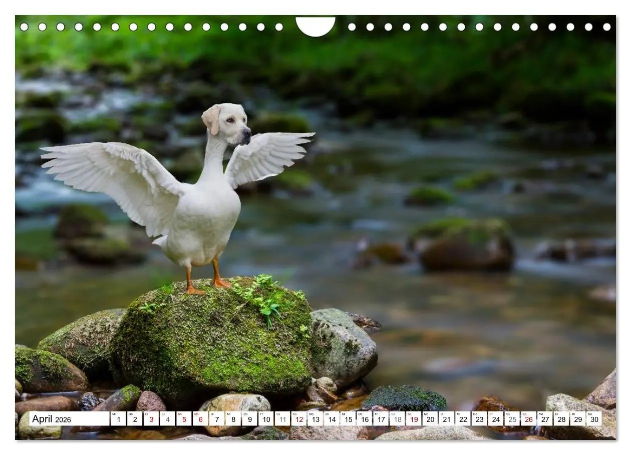 Bild: 9783457886601 | Lustige Tier-Hybriden (Wandkalender 2026 DIN A4 quer), CALVENDO...